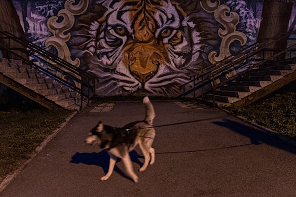 A dog walks in front of a Siberian tiger mural in Vladivostok.