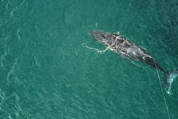 With tens of thousands of humpbacks travelling along the NSW coast, the risk of entanglement in fishing gear is high. 