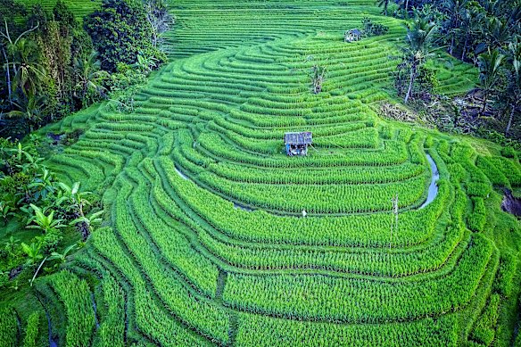 Impressionantes campos de arroz em socalcos são uma característica distintiva da província de Tabanan, em Bali.
