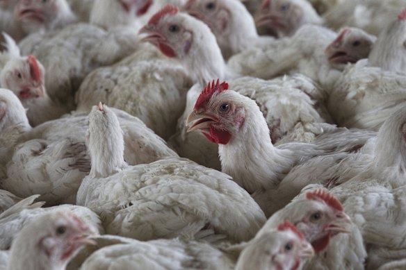 Millions of birds in the US have been killed since the virus appeared in the country in 2022.
