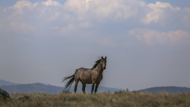 Labor would resume the removal of feral brumbies from the Snowy Mountains if elected to office in March.