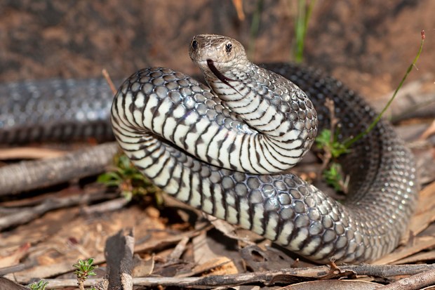 The French backpacker is believed to have been bitten by an eastern brown snake.