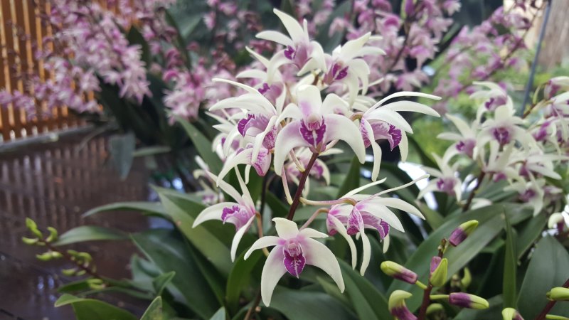 How To Grow An Orchid