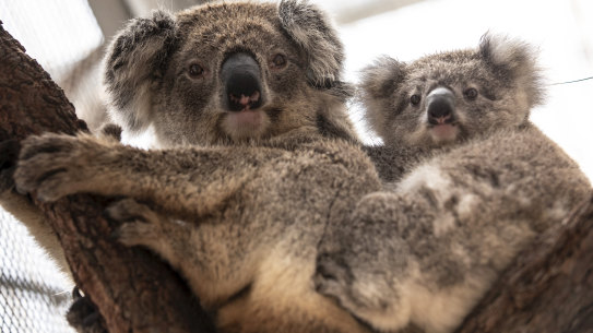 A koala and its joey that were rescued from the fire-ravaged Blue Mountains and brought to Taronga Zoo.