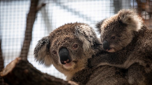 A koala and her joey rescued from bushfires that ravaged the Blue Mountains in 2020.
