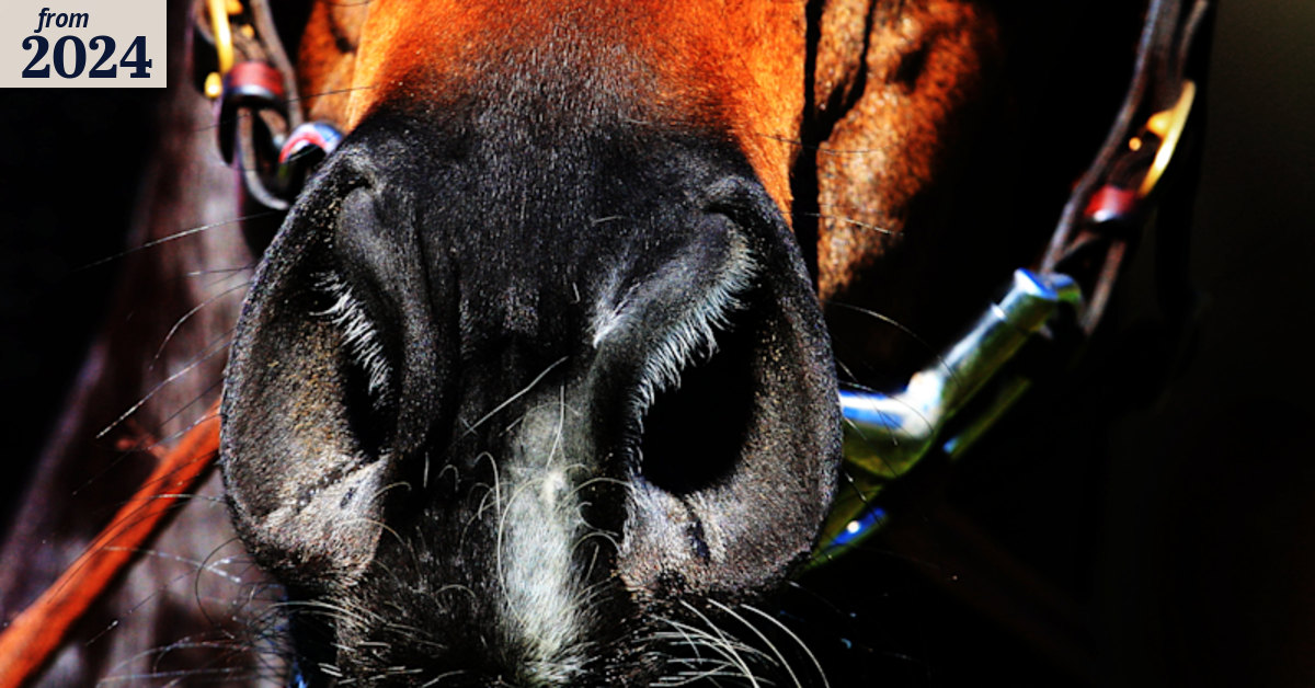 Race-by-race preview and tips for Muswellbrook on Friday