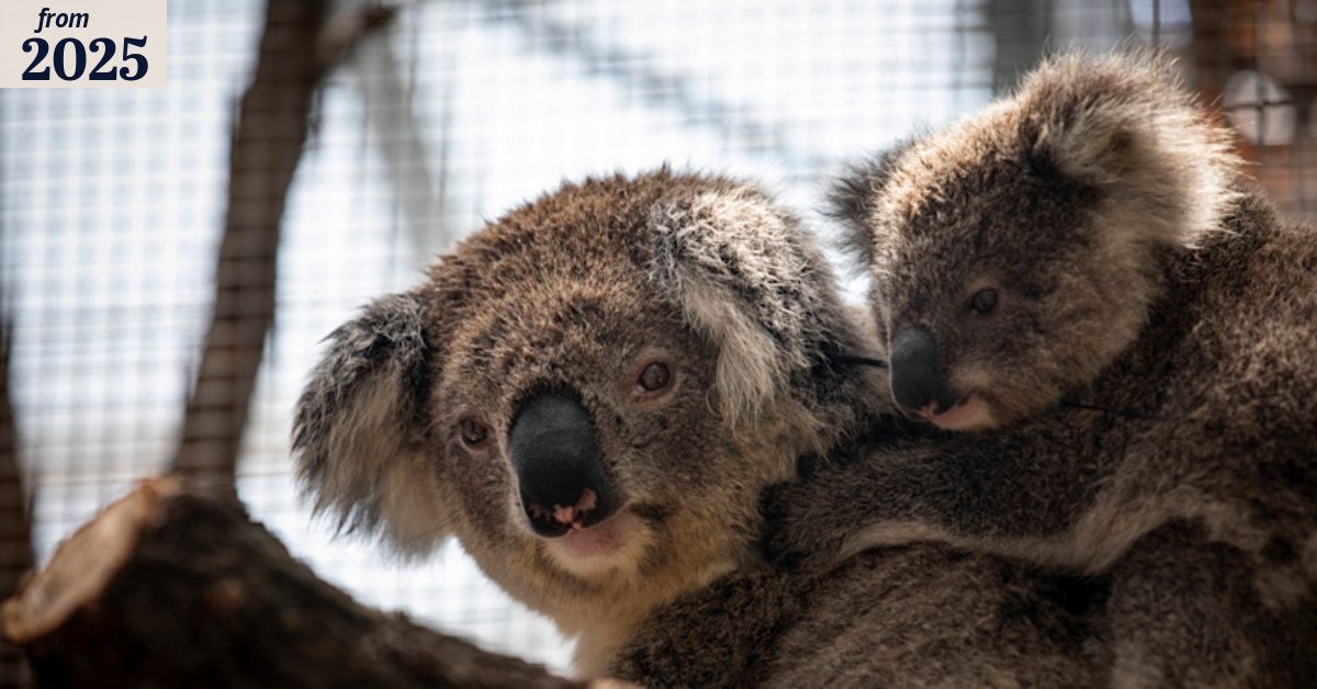 Koala deaths: Hundreds of koalas shot from helicopters in Budj Bim ...