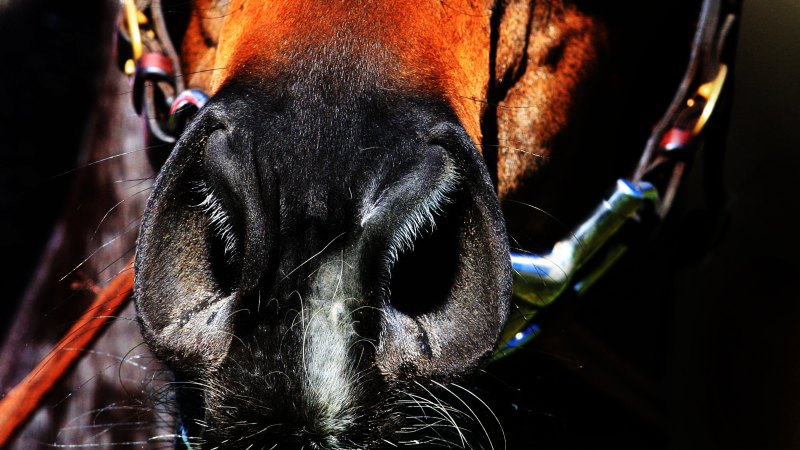 Race-by-race preview and tips for Coffs Harbour on Sunday