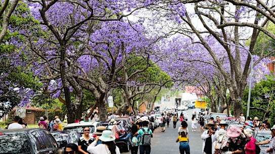 Jacarandas bring a number of tourists to McDougall Street in Kirribilli each year.