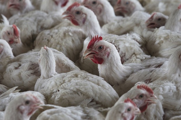 Bird flu has appeared in US commercial poultry stocks for the first time this season.