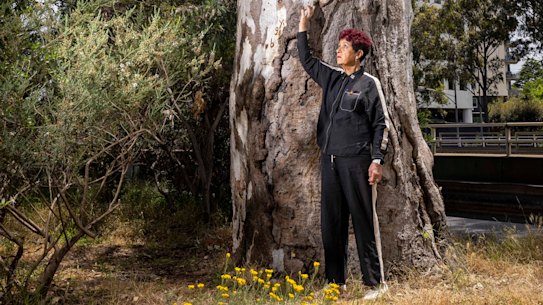 The ancient ceremonial tree towers over N’arweet Carolyn Briggs AM.