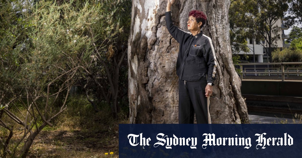 Federal Court hearing on Country: Centuries-old St Kilda red gum at the centre of a native title claim - Vimarsana News