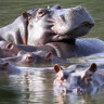 Colombia to sterilise Escobar’s ‘cocaine hippos’