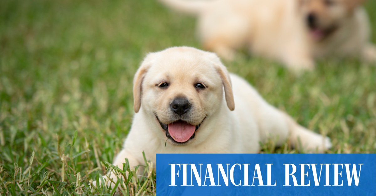 afr.com - Sarah Thompson, Kanika Sood, Angira Bharadwaj - PE hounds sniff out dog food business Eureka Pet Co