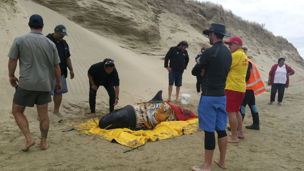 Rescuers stand with one of 10 pigmy killer whales found stranded at Ninety Mile Beach.