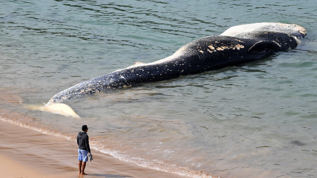 The carcass of a 20-metre whale washed up on Wattamolla Beach, south of Sydney.