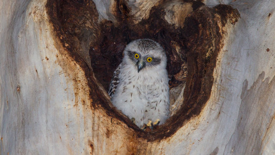 The lack of nesting hollows means that owls cannot breed in most urban locations.