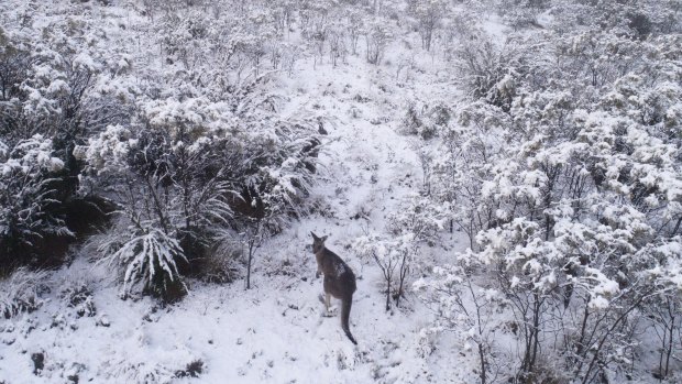 The state's first snowfall arrives at the Tinderry Range, south-east of Canberra. 