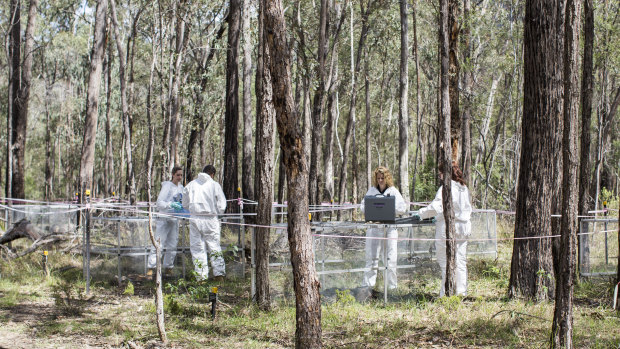 Professor Shari Forbes (second from right) with research students inside Australia's first body farm, called Australian Facility for Taphonomic Experimental Research (AFTER)