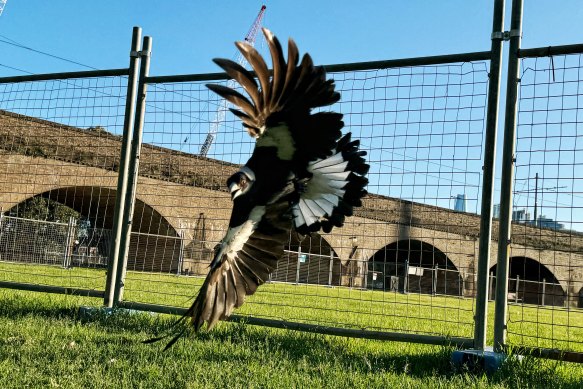 Magpies only swoop for the short period of time their chicks are in the nest.