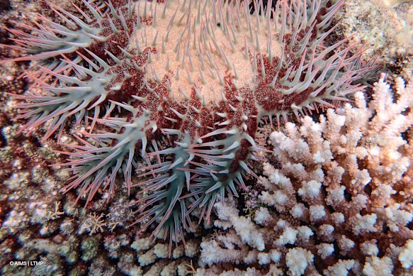 Outbreaks of crown of thorn starfish have compounded damage to the reef caused by climate change.