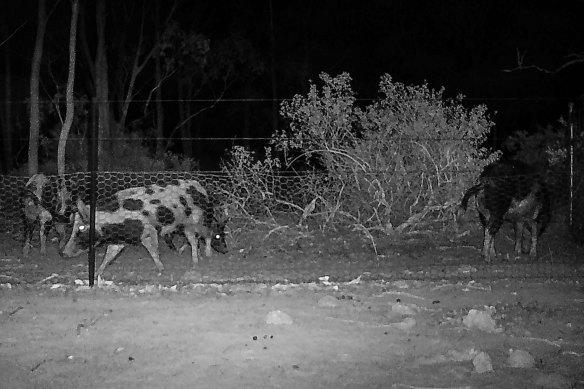 Feral pigs caught on camera in Parwan, just 45 kilometres west of Melbourne. 