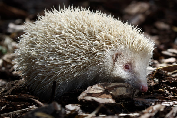 Jack Frost, a rare albino hedgehog that has been rescued by Prickly Pigs Hedgehog Rescue, England.  Only one in 100,000 hedgehogs are born albino - with no melanin pigment in their skin, eyes or spines. 