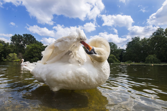 A swan in St James’s Park, near Buckingham Palace, London.