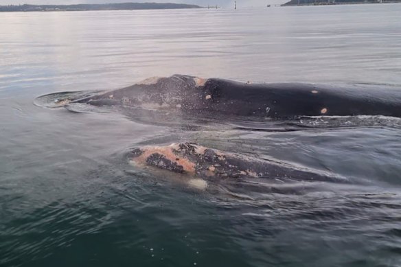 La madre y la cría estaban custodiadas por el personal del NPWS mientras navegaban por un canal concurrido.