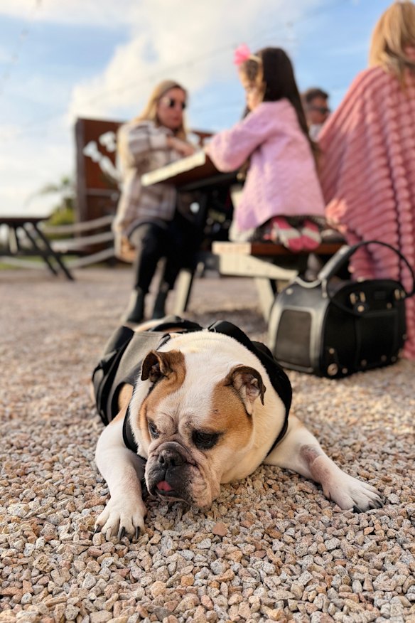 The Rusty Gurnard’s courtyard is popular with customers on two and four legs.