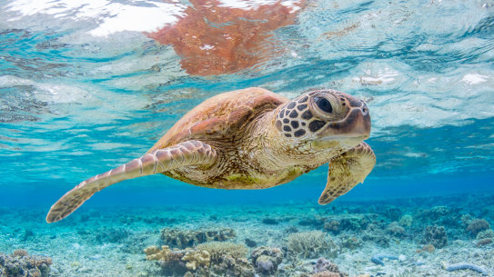 The endangered green and hawksbill turtles both nest on Christmas Island.