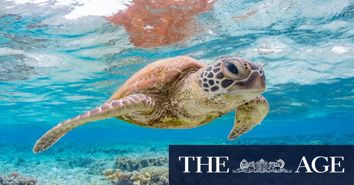 Christmas Island: West Australian students light the way to help save endangered turtles - Vimarsana News