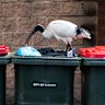 An ibis, derisorily known as a “bin chicken”, in inner city Redfern.