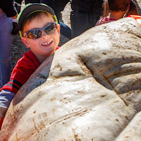 Monster pumpkin squashes competition at Collector Festival