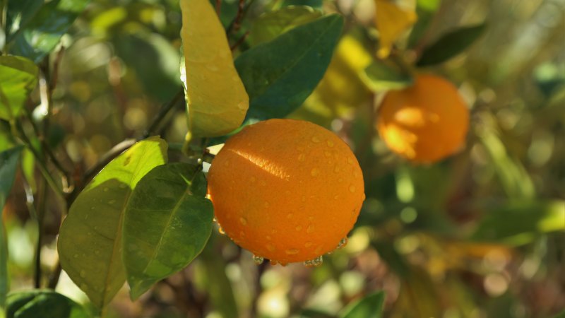 Tough times for orchards, vines send values plummeting