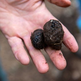 Black truffles.