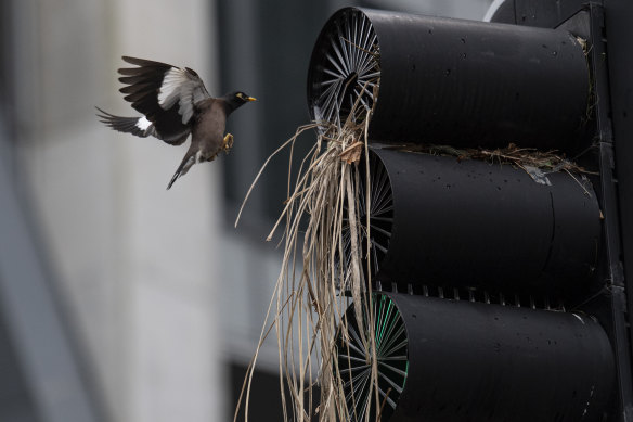The myna bird returning to its nest in a North Sydney traffic light on Friday.