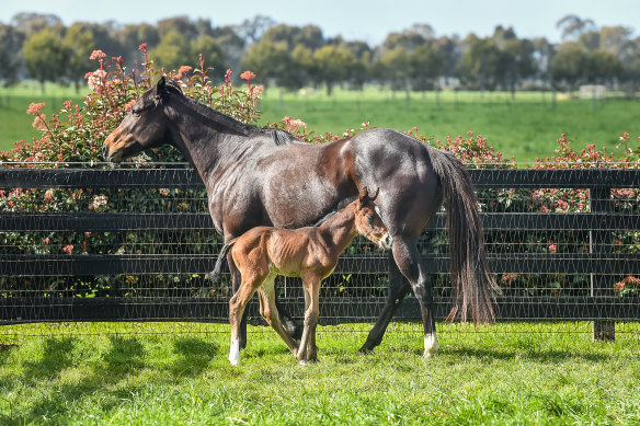 Grunt's first foal, pictured at Yulong, Nagambie, with mare Peninsula Miss.
