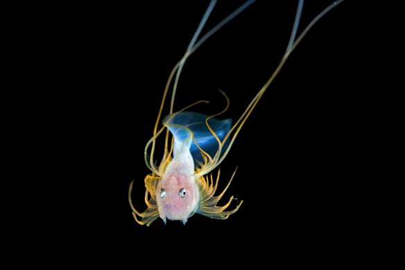 While bony-eared assfish have an unfortunate name, their delicate fins and tendrils are captivating.