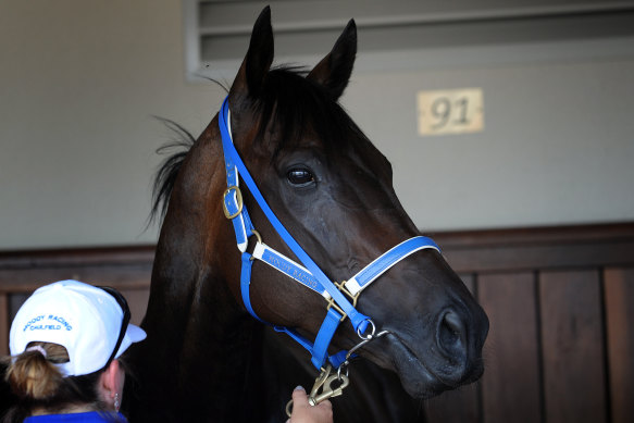 Black Caviar during her racing days.