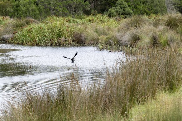 The Briars is a refuge for native wildlife including a nesting pair of powerful owls. 