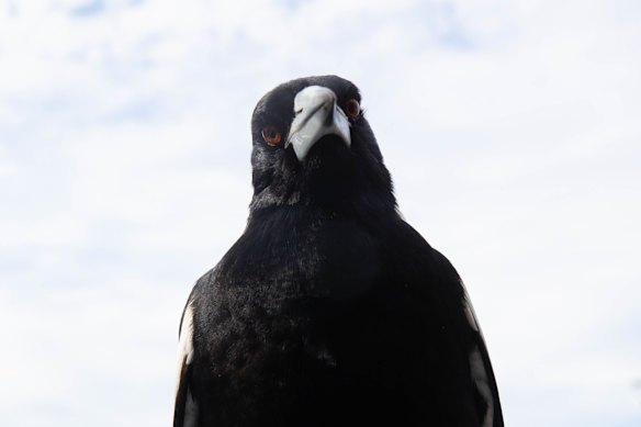 Magpies are the most commonly seen birds in Australia, according to the latest survey.