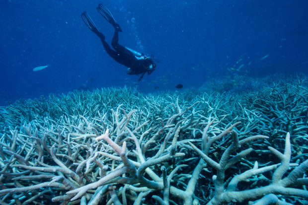 Coral bleaching of the Great Barrier Reef in 2016 was attributed at least partly to an El Nino.