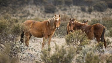 Ecologists say horse herds must be quickly reduced to prevent the extinction of threatened native species.