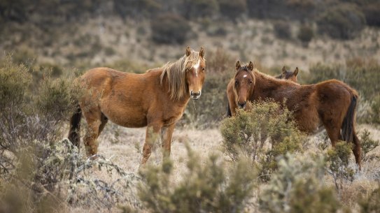 Feral horses in Kosci