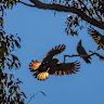 Black cockatoos are among WA’s threatened species.