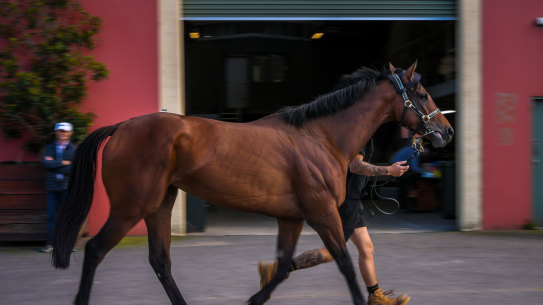 David Payne has Montefilia ins fantastic shape in the quest for the Melbourne Cup at Flemington on Tuesday.