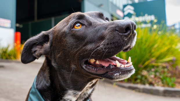 Petstock sale bark collar