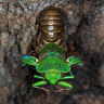 Every seven years, the bush erupts. Stand by for a roaring cicada summer