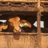 Indonesia has suspended live cattle exports from a Darwin export yard. 